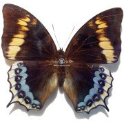 CHARAXES EURIALUS